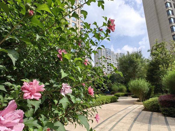 【多图】仁恒西郊花园,徐泾租房,(精耕仁恒)(新出三房高楼层采光好)