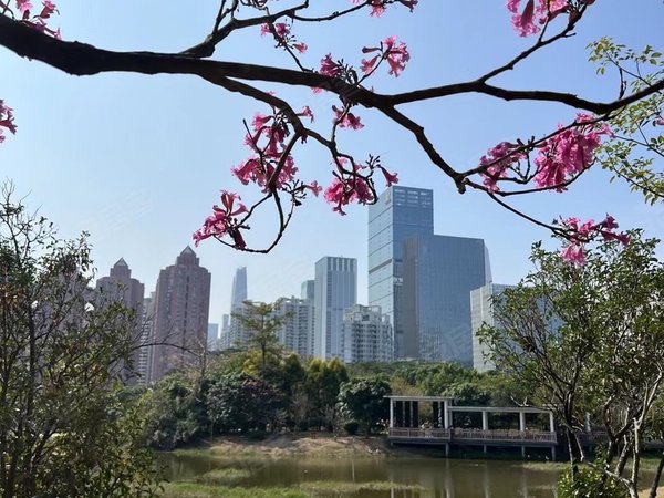 深圳福田莲花村莲花一村美莲大厦精装小两房可以办理租赁合同出租房源