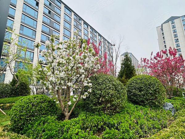 【多图】和光瑞府,后沙峪租房,全新房 sho次出租南北通透 两卧朝南 高