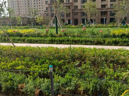 内部有花园,凉亭跟健身器材,人车分流,东侧紧邻洸府河小区设施小区均