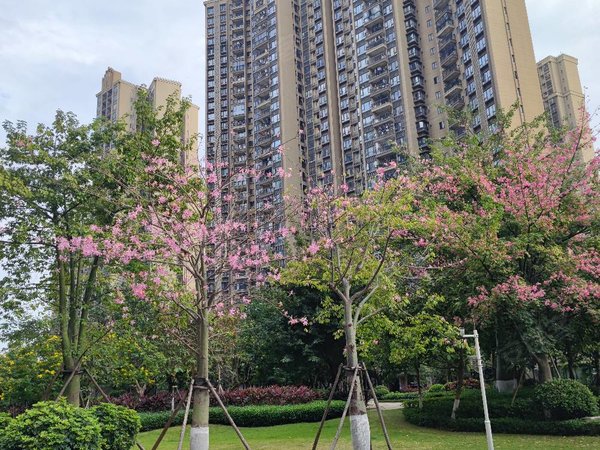 【多图】南沙保利城,黄阁租房,保利城南怡湾,三房两卫部分配齐拎包