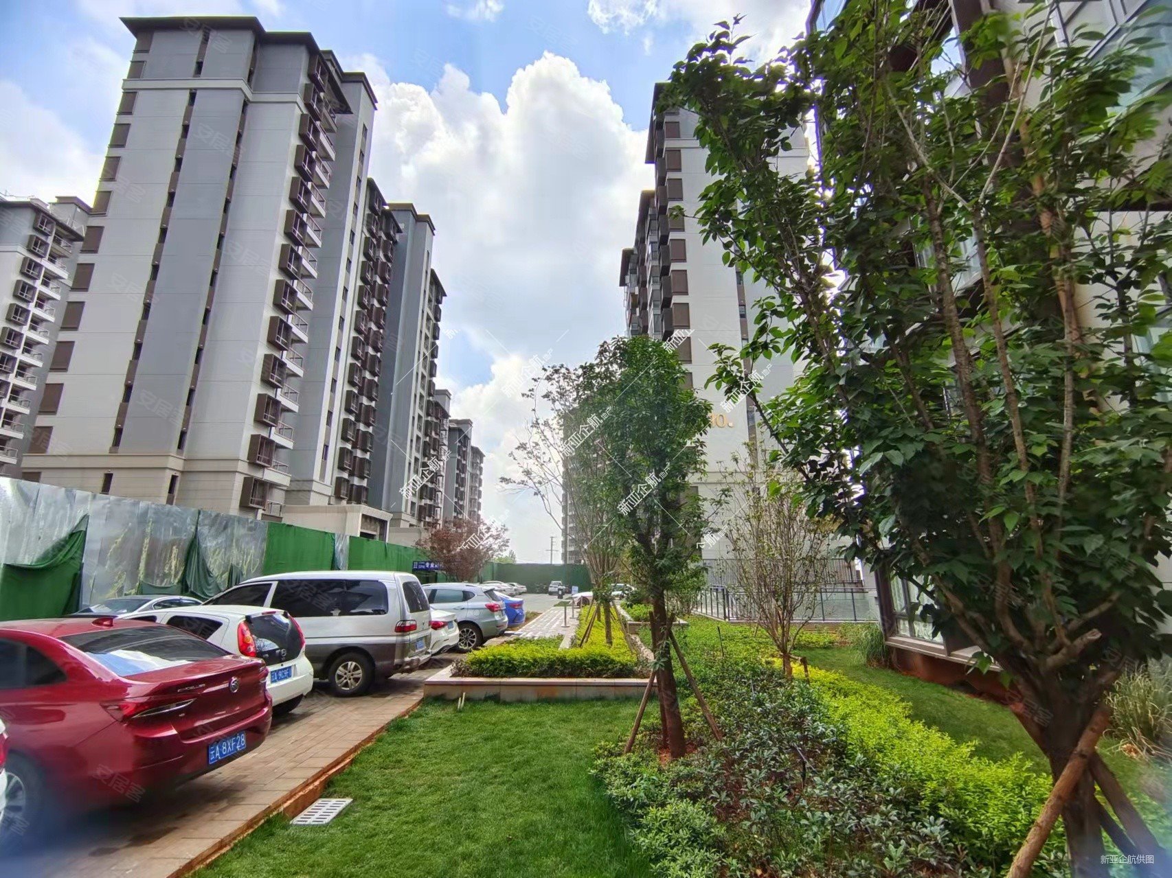 实地昆明花鹤翎