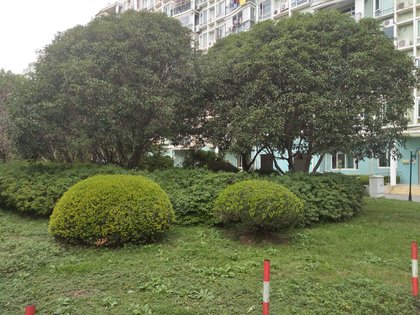 上海阳城绿化图片