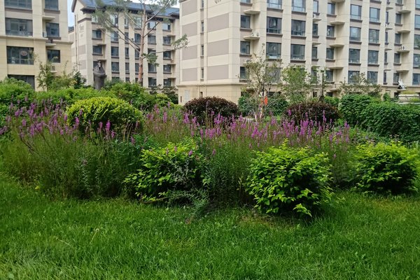 延边小区 延吉小区 延吉小区 苏州印象 苏州印象怎么样