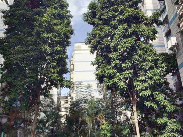 【多图】丽新花园,西丽租房,西丽地铁口50米 丽新花园2室低价出租