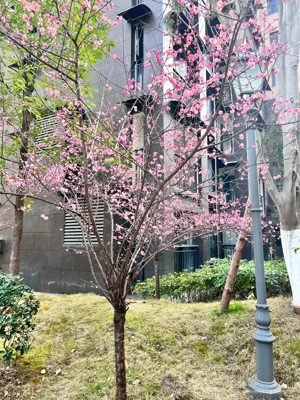 急售 施南古城 豪华装修的复式楼 楼上三个卧室都带衣帽间,民族花园