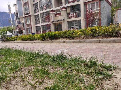 尚城花园,迎宾大道5号 - 林芝尚城花园二手房,租房,房价-林芝安居客