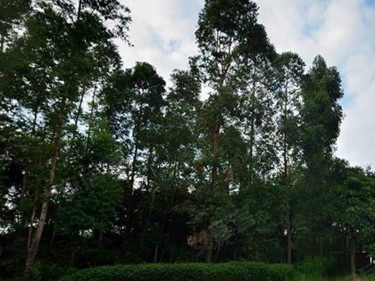 红山果简单电子琴曲谱视频(3)