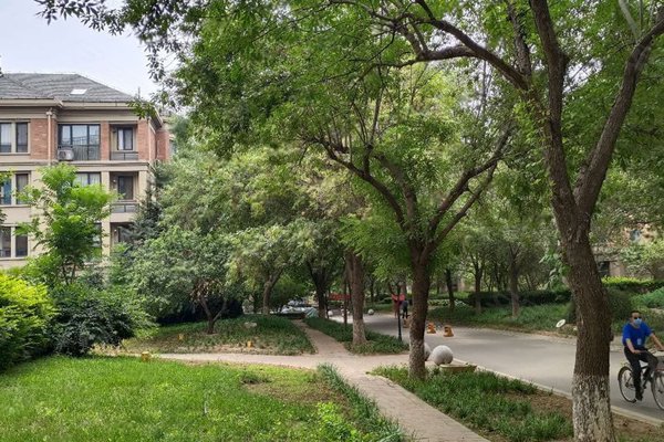 北京绿城百合图片