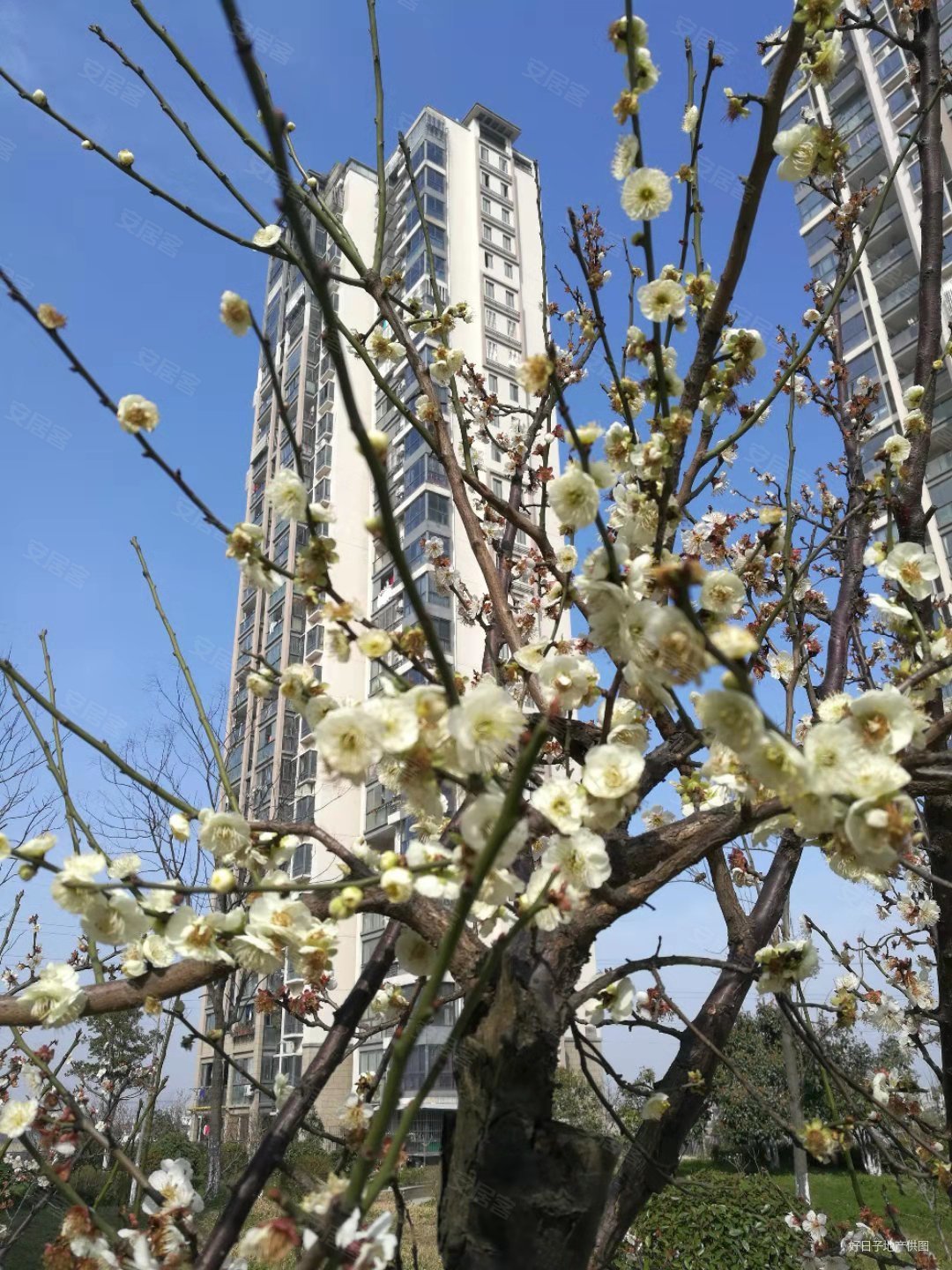 中城花园雅菊苑3室2厅1卫105.42㎡南北228万