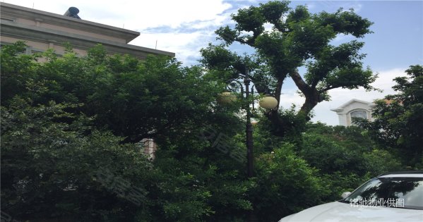 【多图】西苑别墅,适合大老板,说的就是你啦!3