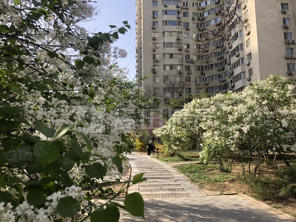 【多图】望京西园四区,望京租房,3室2厅 望京西园四区,朝阳租房-北京