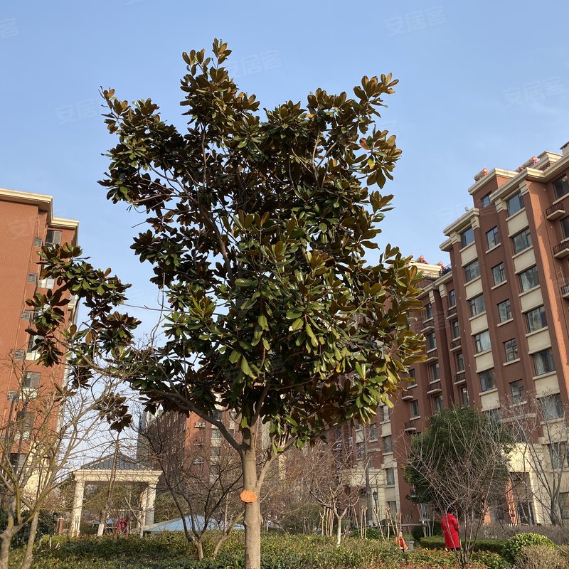 【阜丰大成郡, 阜丰大成郡小区详情,房价走势,房源,业主论坛】- 临沂