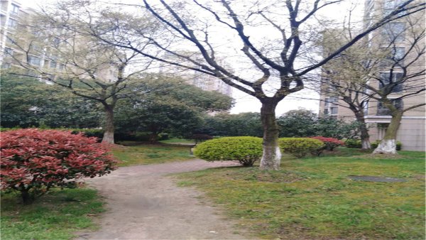 中信森林湖棕榈园