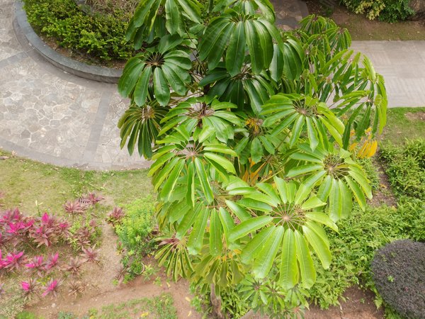 珠海斗门白藤头西江月纯手工拍摄 新上房源 西江月公寓 看小区园林