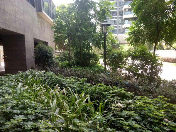 深圳南山西丽天悦南湾留仙洞地铁口 大疆天空之城正对面 天悦湾花园