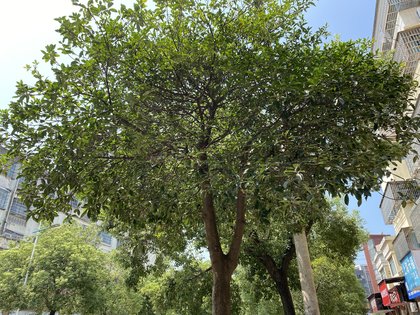 芝山美林房价走势历年走势芝山美林6896元/㎡小区单价鄱阳城区7159元