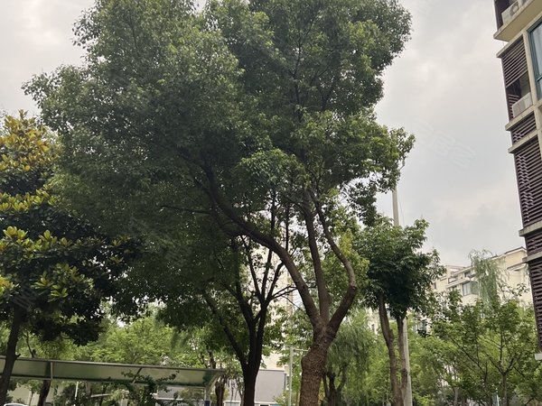 苏州太仓娄东群星花园群星花园2房2厅一卫,靠近太高北门,精装修实景