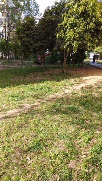 小区的绿化率为35%,小区的花草树木较为茂盛,有园艺工人进行定期修剪