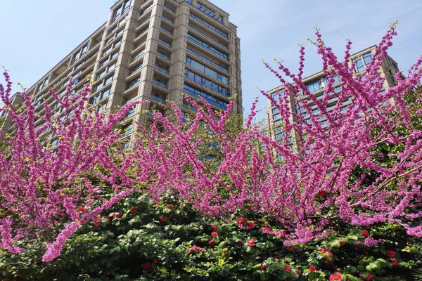 无锡二手房 玉兰西花园(一期) > 段成霞解读玉兰西花园(一期)小区不足