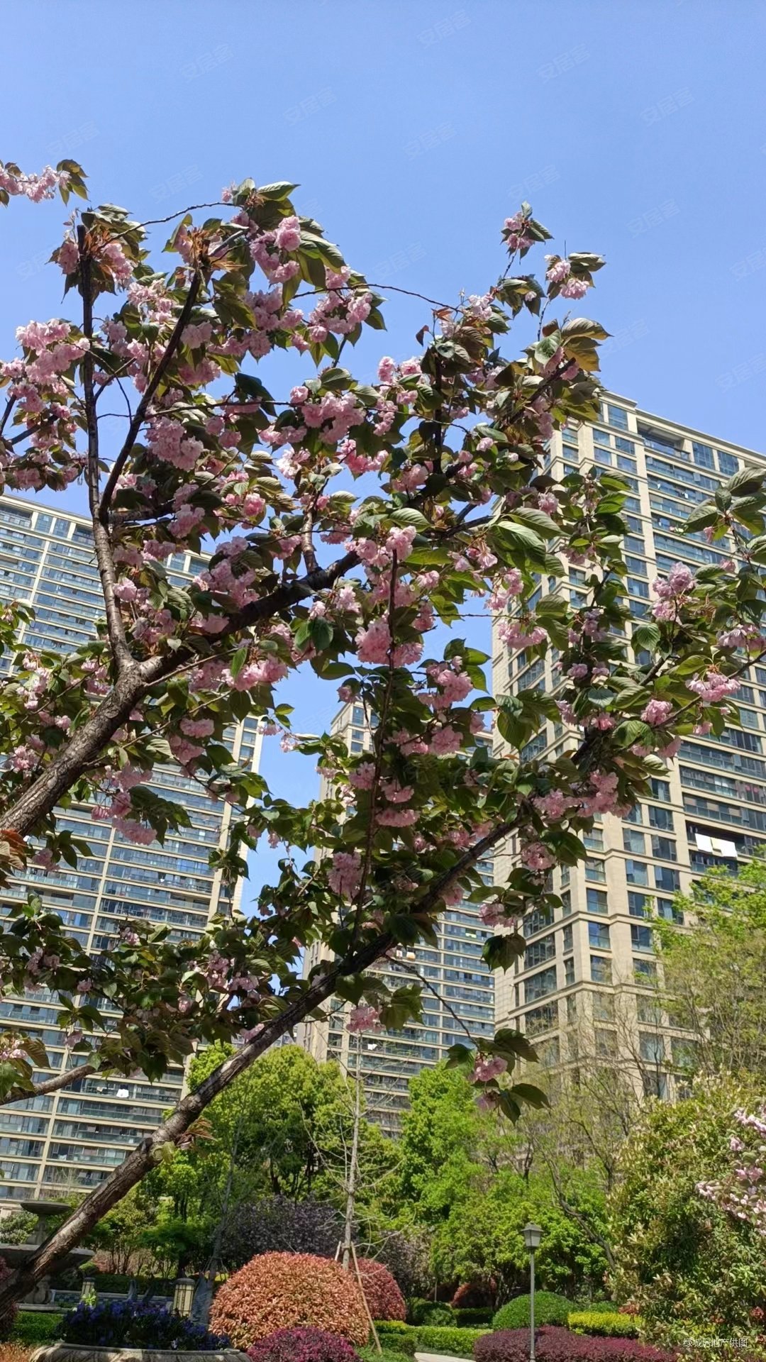 合肥房产网>合肥二手房>经开二手房>中环城二手房>绿城翡翠湖玫瑰园>