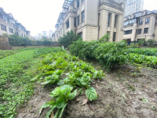 光明澜山排屋别墅花园大位置好性价比高