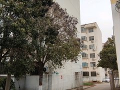 新安中心市场新安城区中铝河南洛阳铝加工有限公司家属楼 3室2厅1卫出租房源真实图片