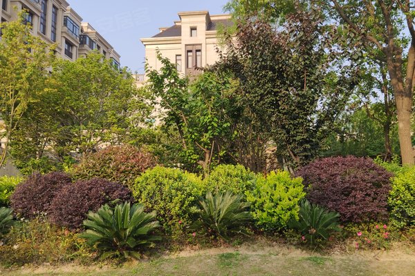 昆山市绿城玫瑰园 别墅 湖滨路38号 上海昆山市绿城玫瑰园 别墅 二手房 租房 上海安居客