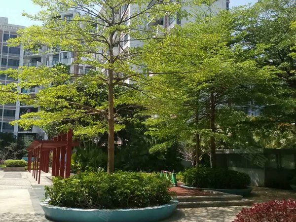 深圳龙岗宝龙蓝钻风景精致单房出租