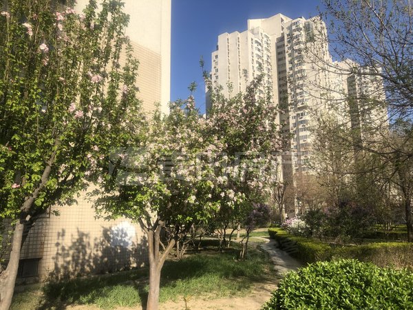 【多图】望京西园四区,望京租房,3室2厅 望京西园四区,朝阳租房-北京