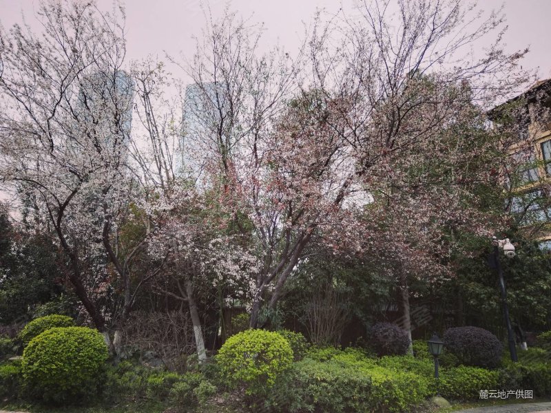 旭辉藏郡长郡shuang语文双肩包满五年高楼层