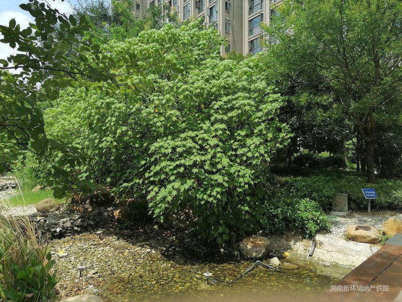 长沙房产网>长沙二手房>岳麓二手房>长郡双语中学二手房>旭辉藏郡>800