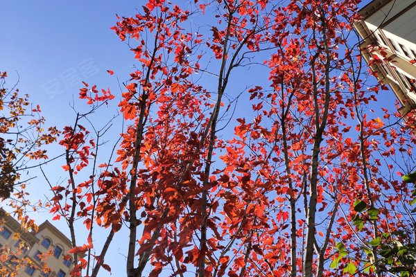 维罗纳花园,八面通街,近镜泊湖路 - 牡丹江维罗纳花园二手房,租房