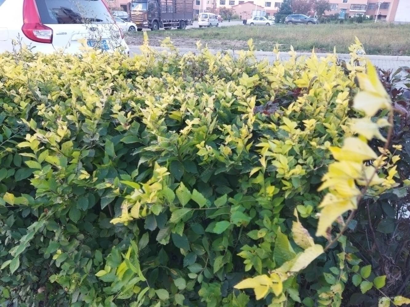 松鹤小区(a区)1室1厅1卫60㎡南北9.8万