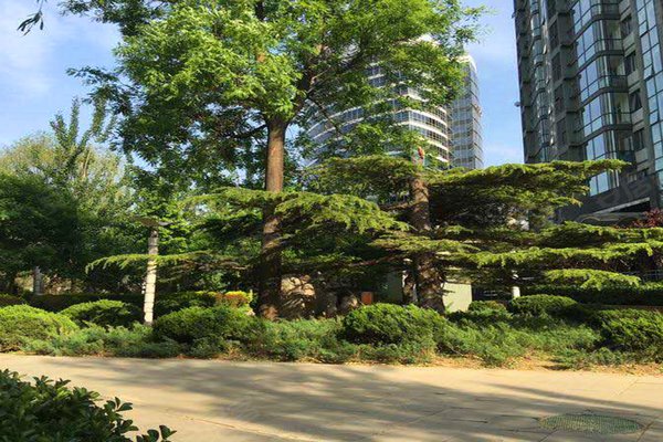 紫云轩10号名邸,紫竹院路 - 北京紫云轩10号名邸二手房,租房,房价