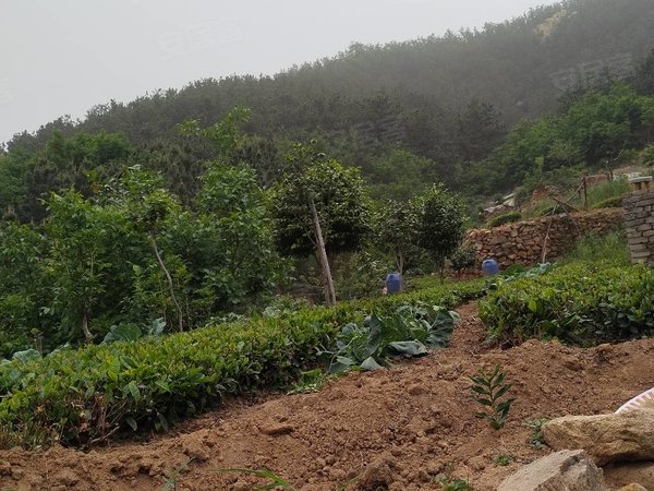 青岛崂山沙子口岭西村自建房崂山沙子口登瀛,地铁口旁,生态园,一栋