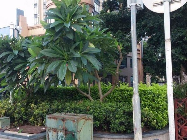 广州黄埔大沙地泰景花园主卧财位 可备案 可宠物 南北对流 地铁口 新