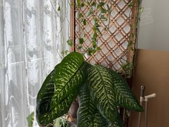 西双版纳景洪龙舟广场江南翡翠 4室2厅2卫出租房源真实图片