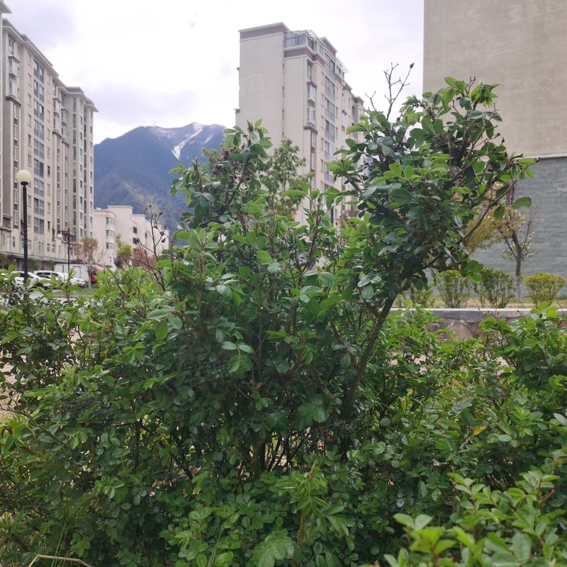 【尚城花园, 尚城花园小区详情,房价走势,房源,业主论坛】- 林芝58