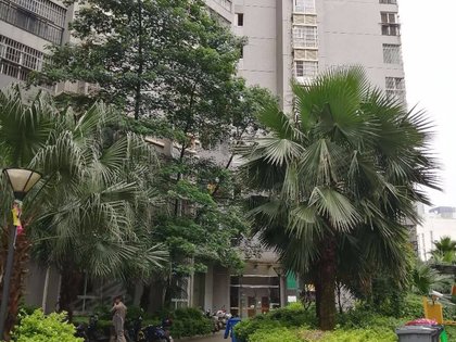 静兰小区,静兰路东一巷19号 - 柳州静兰小区二手房,租房,房价-柳州