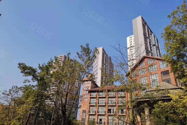 实地常春藤