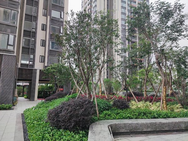 深圳坪山坪山金地朗悦(东区)新合实验,弘金地学校旁,金地朗悦精致两房