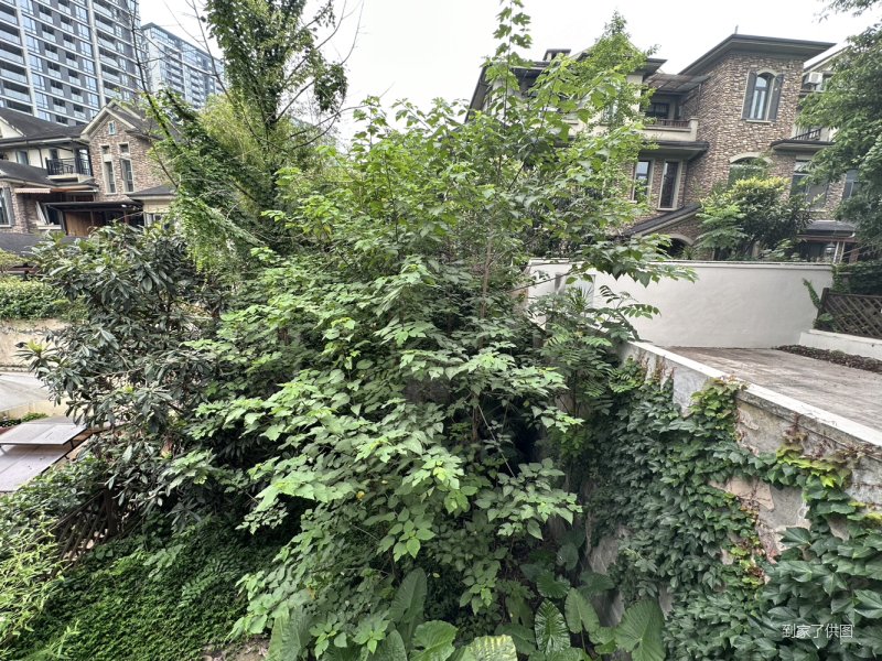 汽博高端住宅 常青藤人文别墅 内圈联排别墅 花园80平!