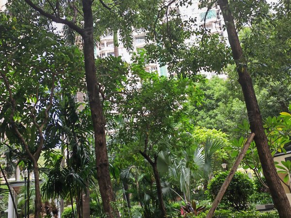 深圳光明光明楼村花园(一期)光明中大附近,楼村花园,175平米,超大南向