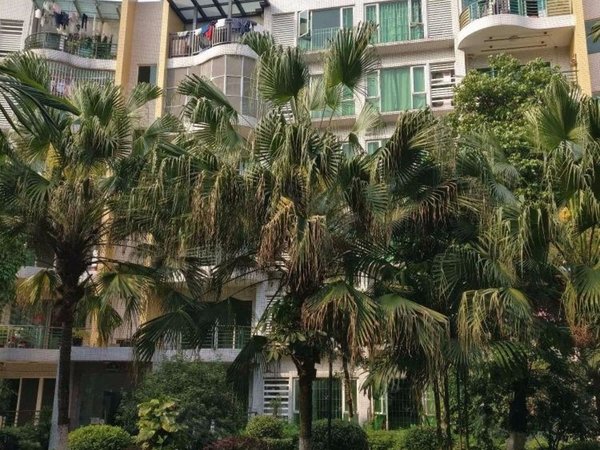 广州花都新区锦尚名苑锦尚名苑 4室2厅2卫 143平 电梯房 精装修出租