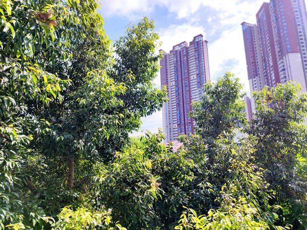 深圳龙岗横岗梧桐花园麟恒广场旁边1房1厅免中介费招租,全新家具家电