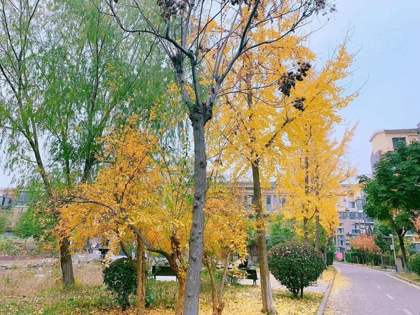 【多图】翡翠岛,万达广场租房,翡翠岛 3室2厅2卫,相山租房-淮北58安居