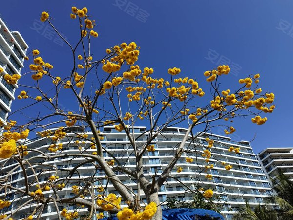 三亚海棠海棠湾镇艺海棠艺海棠小区,近海棠广场出租房源真实图片