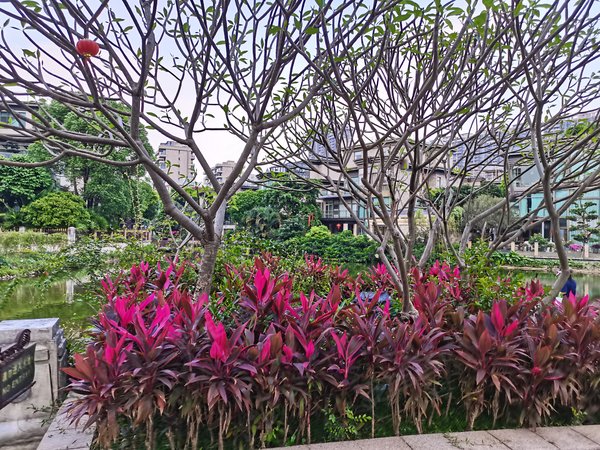 【多图】珊瑚天峰,星河湾租房,万科物业自营 天峰精装四房佶屋出租