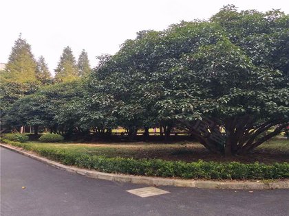 樱花坊优点 不足 樱花坊怎么样 樱花坊周边房产中介经纪人评价 上海安居客